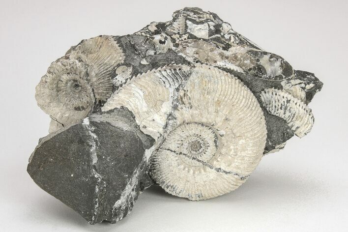 Jurassic Ammonite (Kosmoceras) Cluster - England #207752